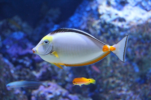 Choosing Fish for Your Home? Here's What You Need to Know