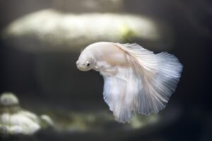 betta fish