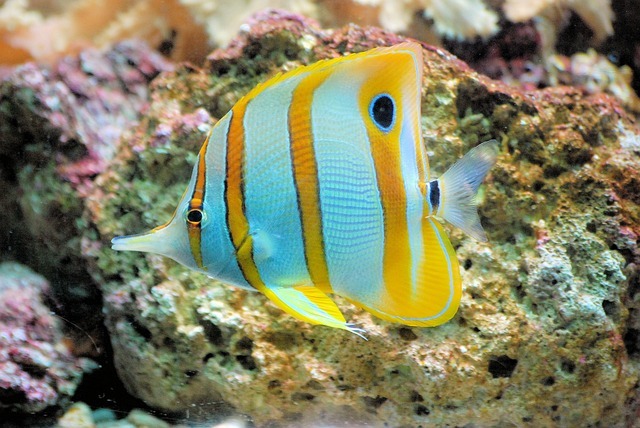 Colorful Fish That Will Liven Up Any Aquarium