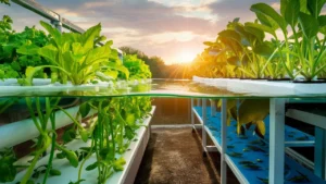 Examples of Successful Aquaponic Projects