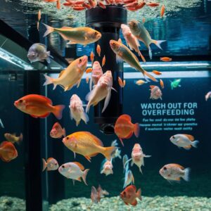 Signs you are overfeeding your Aquarium